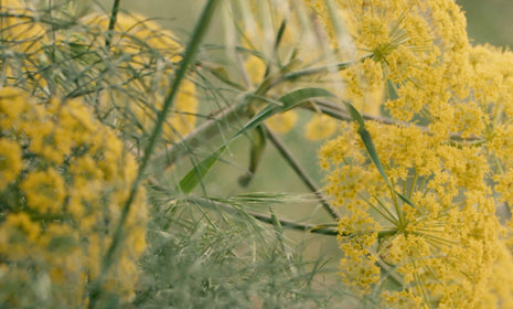 Spring Soup, Italian Lentil & Fennel Soup