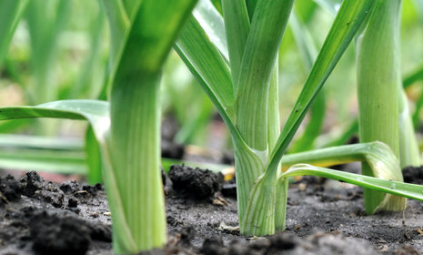 Leek, Potato & Watercress Soup