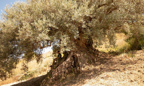 Mother Tree: A Symbol of Our Heritage
