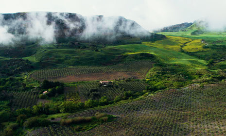 What Is Regenerative Agriculture?
