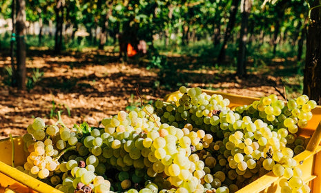 Puglia: Your Guide to the Best Wines from Italy's Heel