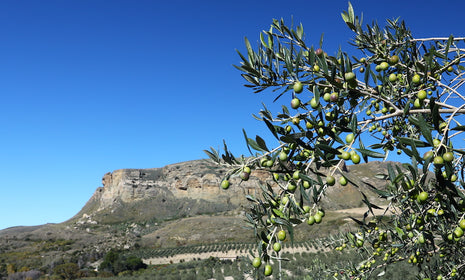 Our Olives