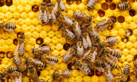 Praise Be to the Honey Bee