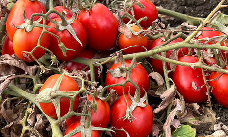 Tomatoes ripened on the vine