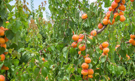 Sicilian Peaches