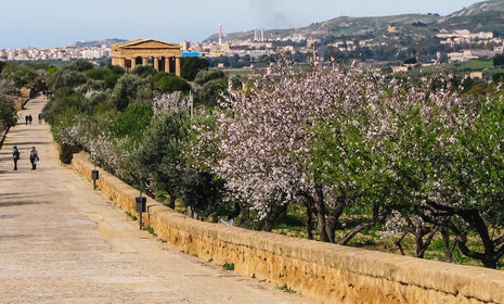 Sicilian Almond Festival: Celebrate the Arrival of Spring