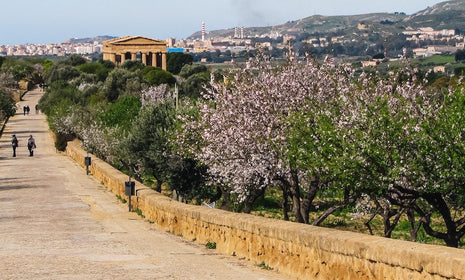 Sicilian Almond Festival