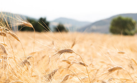 Organic Pasta - Ancient Grain Wheat Field