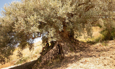 Mother Tree: A Symbol of Our Heritage