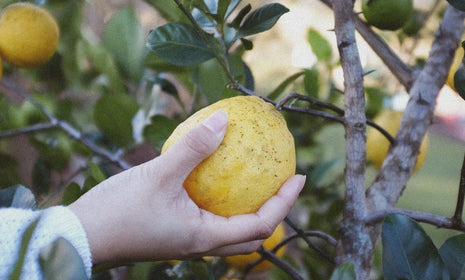 Sicilian Citrus: Luminous, Delectable, and Nurturing