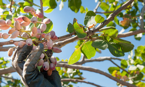 Sicilian Pistachios On Tree - Where to Buy Sicilian Pistachios