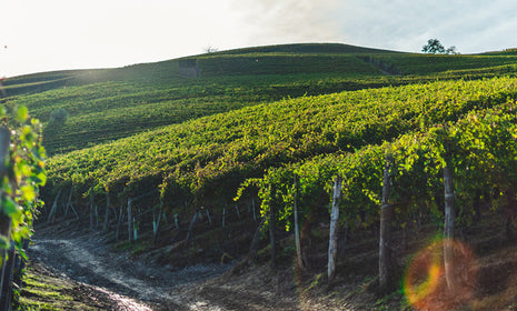 Bona Furtuna Sicilian Wine Guide - Sicily Wine Region
