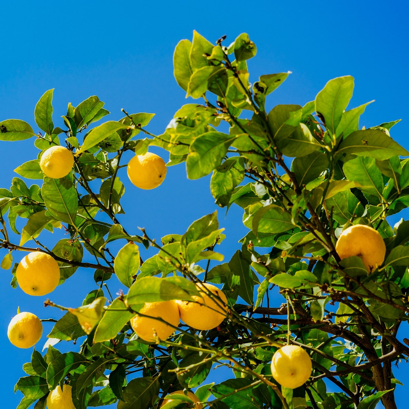 Bona Furtuna Sicilian Lemons - lemon extra virgin olive oil