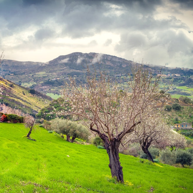 Bona Furtuna - Sicilian Almonds In Garden In San Vito Sicily