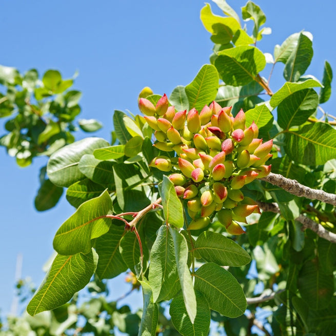 Bona Furtuna Sicilian Pistachios On Tree