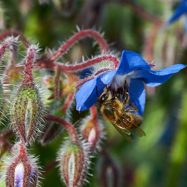 Bee Pollen – Bona Furtuna
