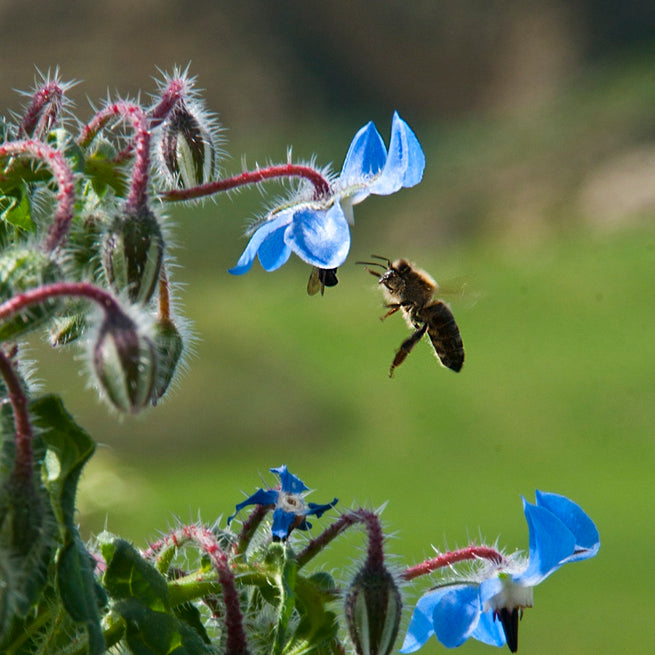 Sustainability At Bona Furtuna - Pollinators and Biodiversity